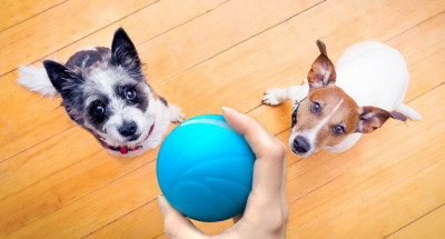 BOT CHEERBLE Wicked Ball Interaktivní míč pro psy