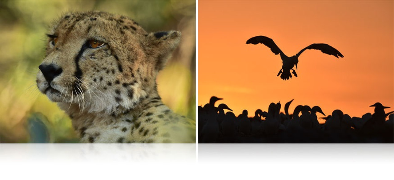 Profesionální superteleobjektiv AF-S NIKKOR 600mm f/4E FL ED VR